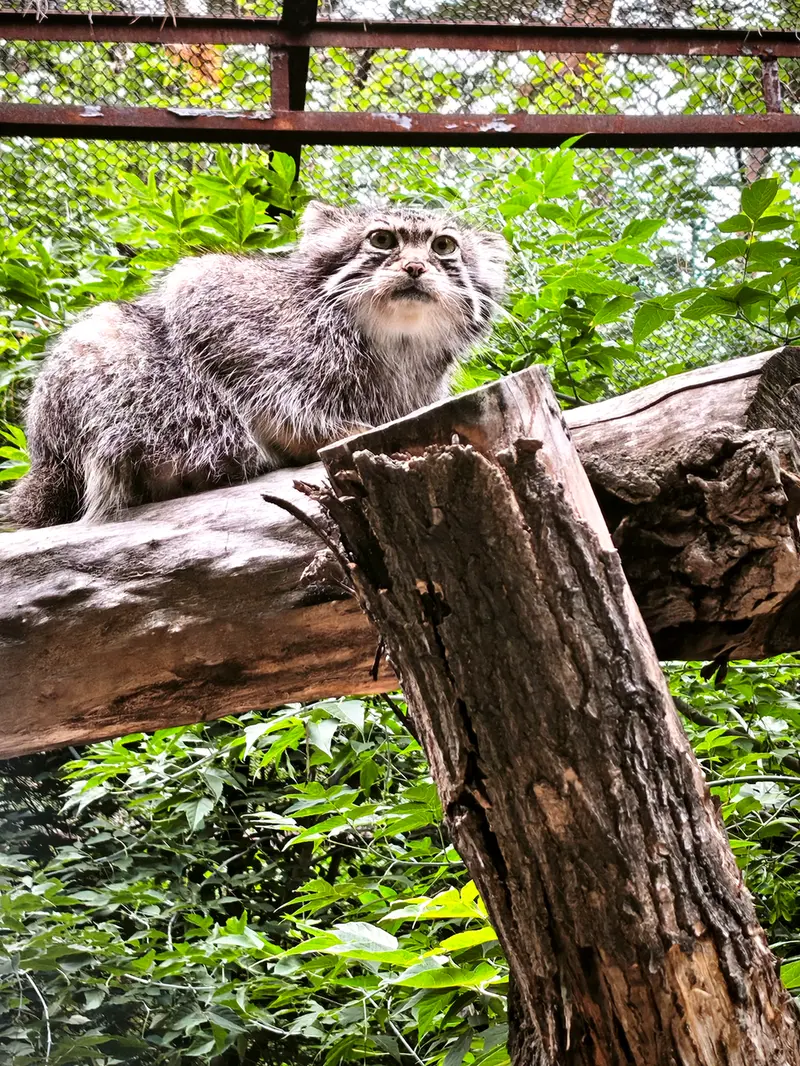 A photograph of Eve in Novosibirsk Zoo