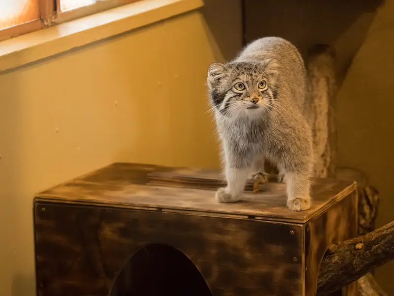 A photograph of Oto in Saitama Children's Zoo