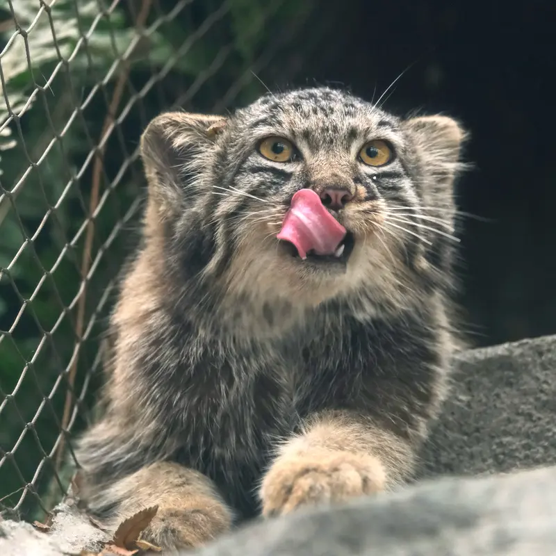 A photograph of Mei in Kobe Animal Kingdom