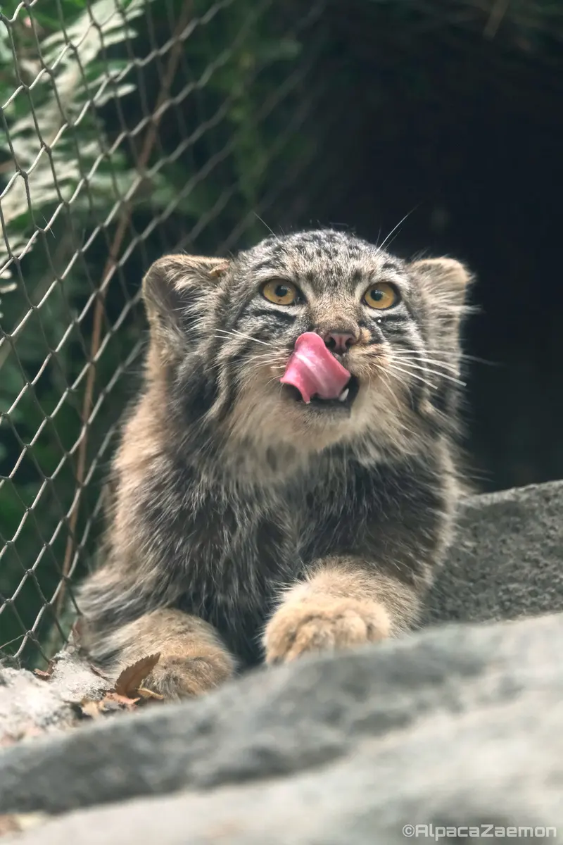 A photograph of Mei in Kobe Animal Kingdom