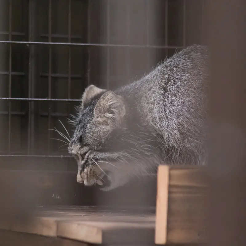 A photograph of Figa in Nogeyama Zoo