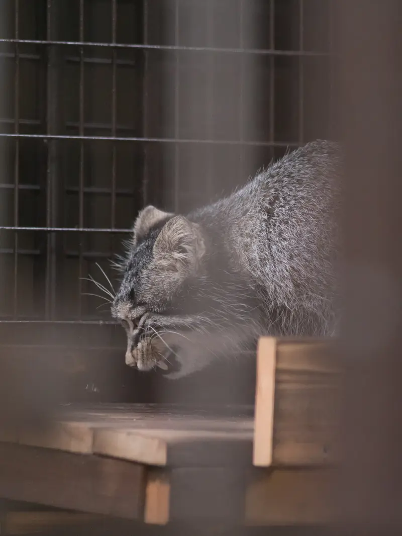 A photograph of Figa in Nogeyama Zoo