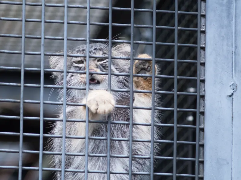 A photograph of Hide in Asahiyama Zoo