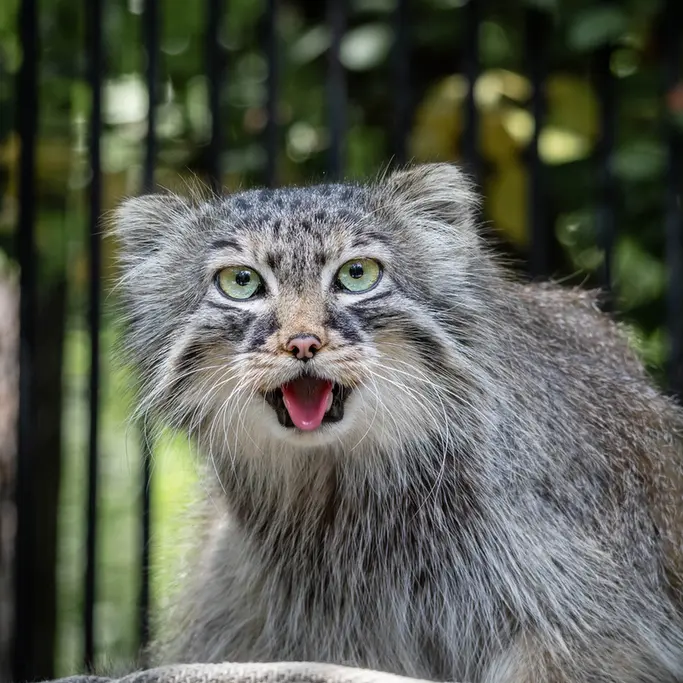 A photograph of Gabi in Novosibirsk Zoo