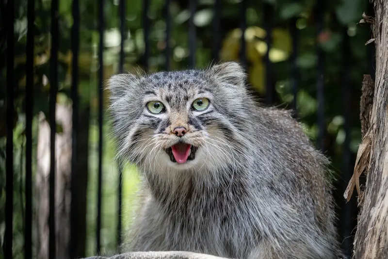 A photograph of Sylvester in Novosibirsk Zoo