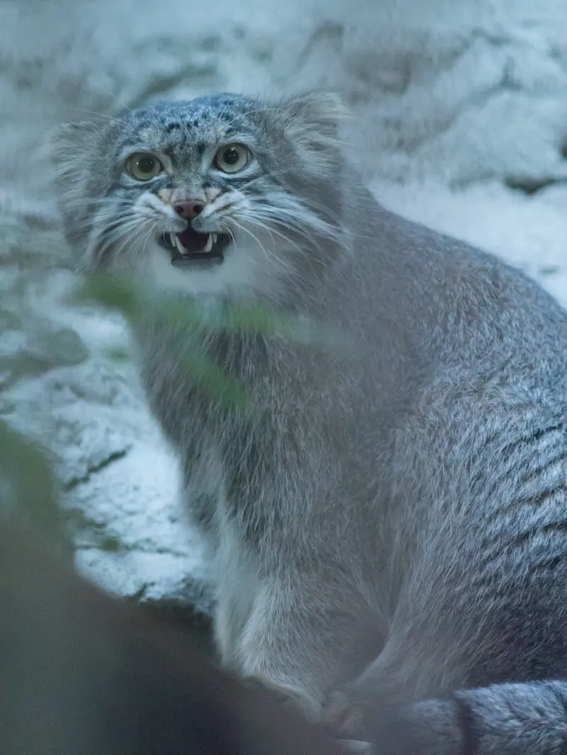A photograph of Figa in Nogeyama Zoo