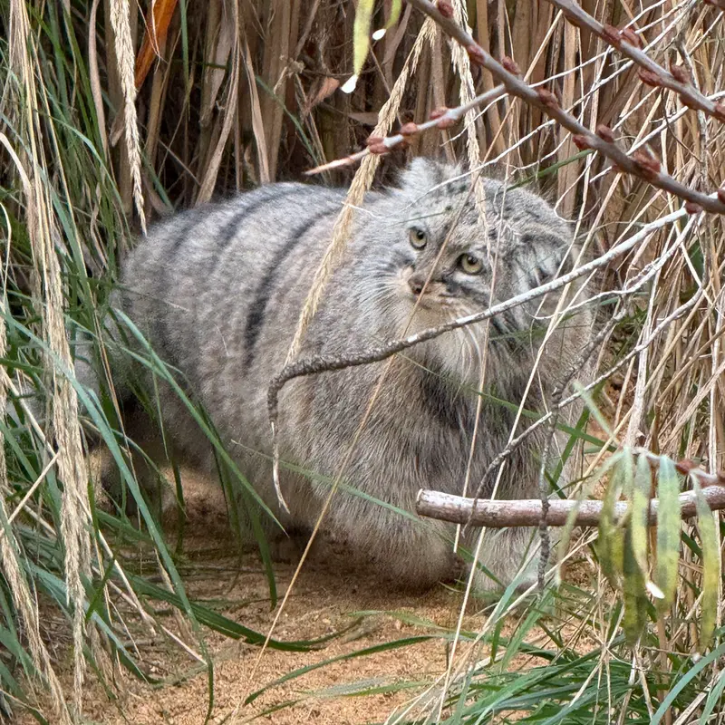 A photograph of Prinsessa in Prague Zoo