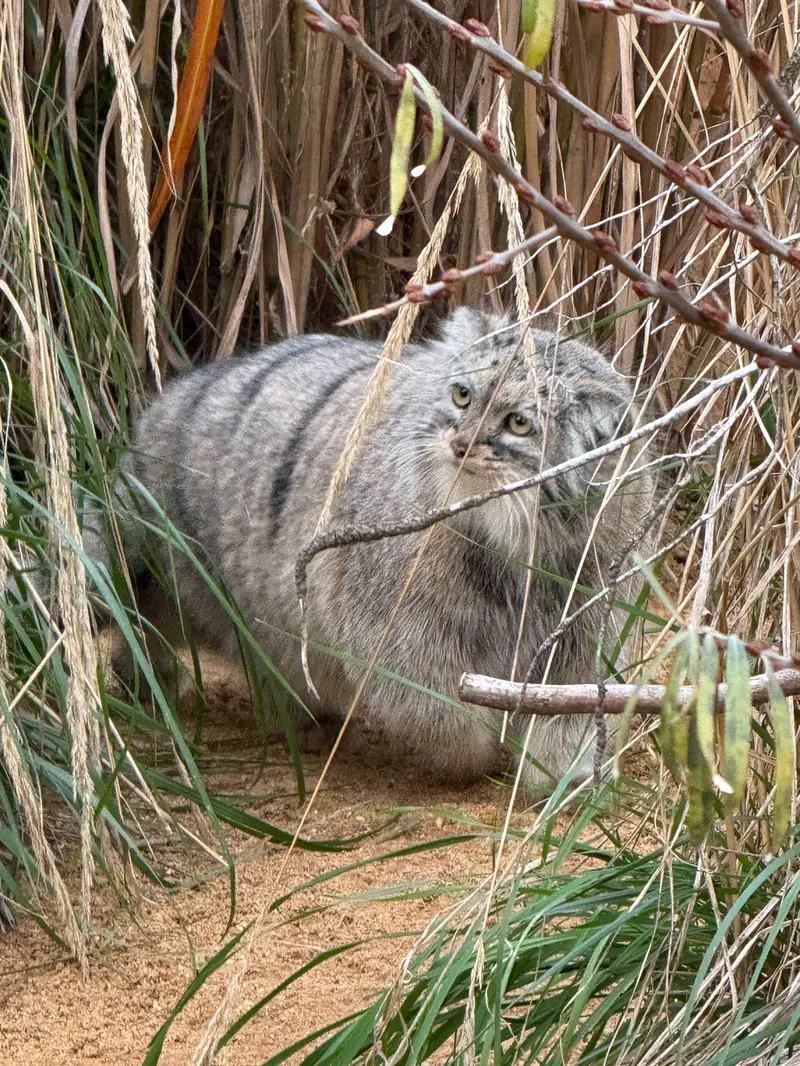 A photograph of Prinsessa in Prague Zoo