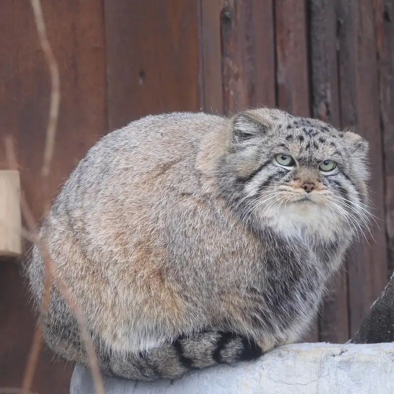 A photograph of Boris in Royev Ruchey