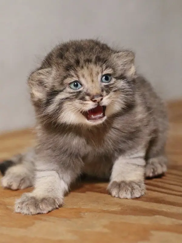 A photograph of Nagi in Kobe Animal Kingdom