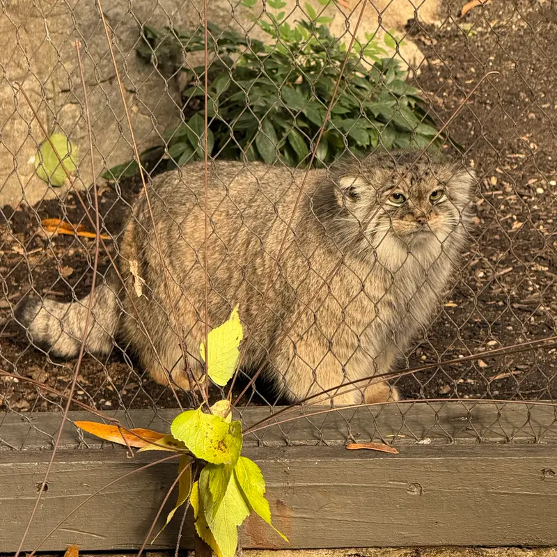 A photograph of Sarnai in Prospect Park Zoo