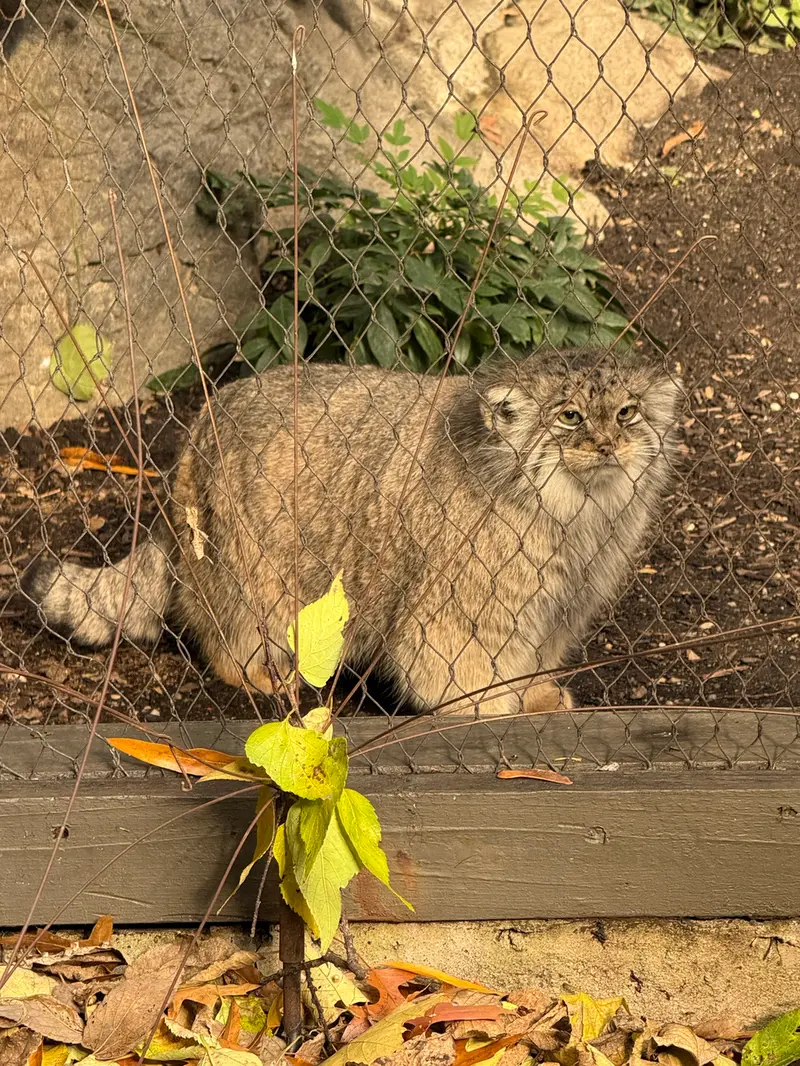A photograph of Sarnai in Prospect Park Zoo