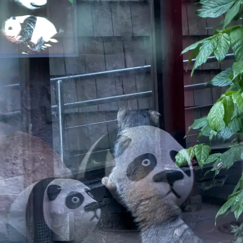 A photograph of Timofey in Moscow zoo