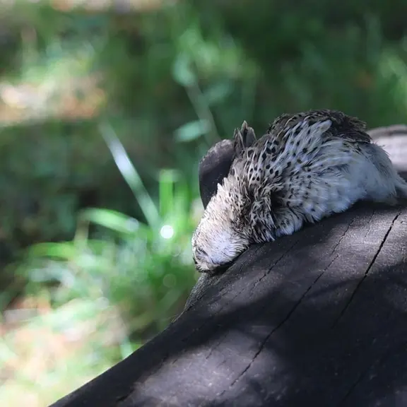 A photograph of a Pallas's cat in Moscow zoo