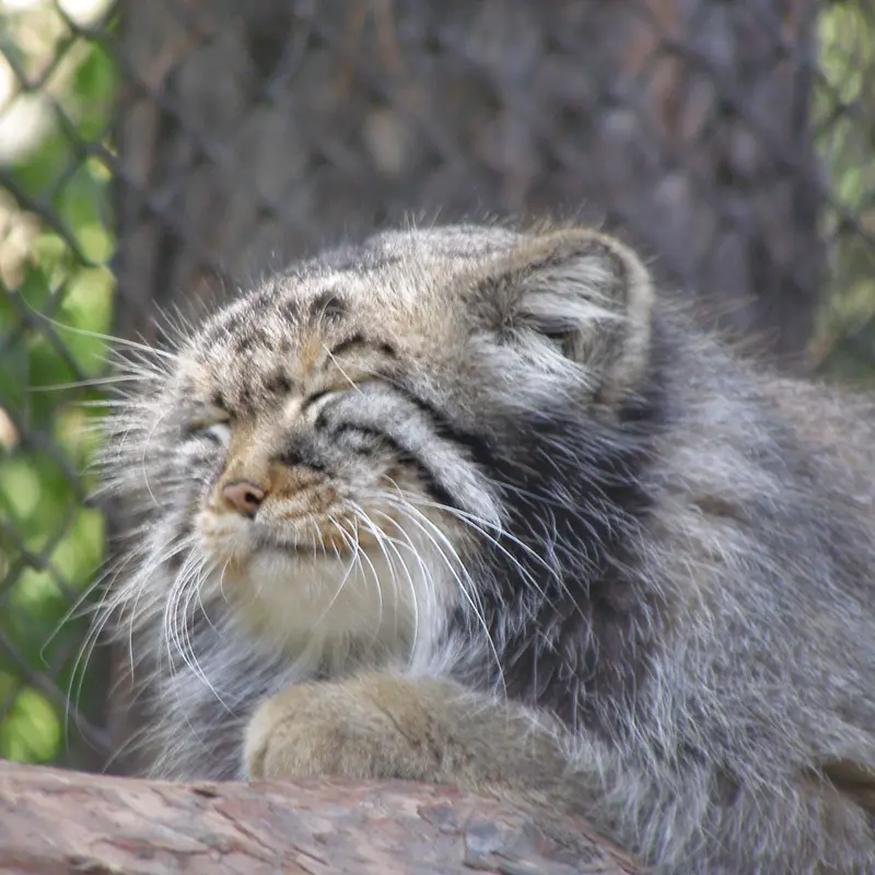 A photograph of Zelenogorsk in Novosibirsk Zoo