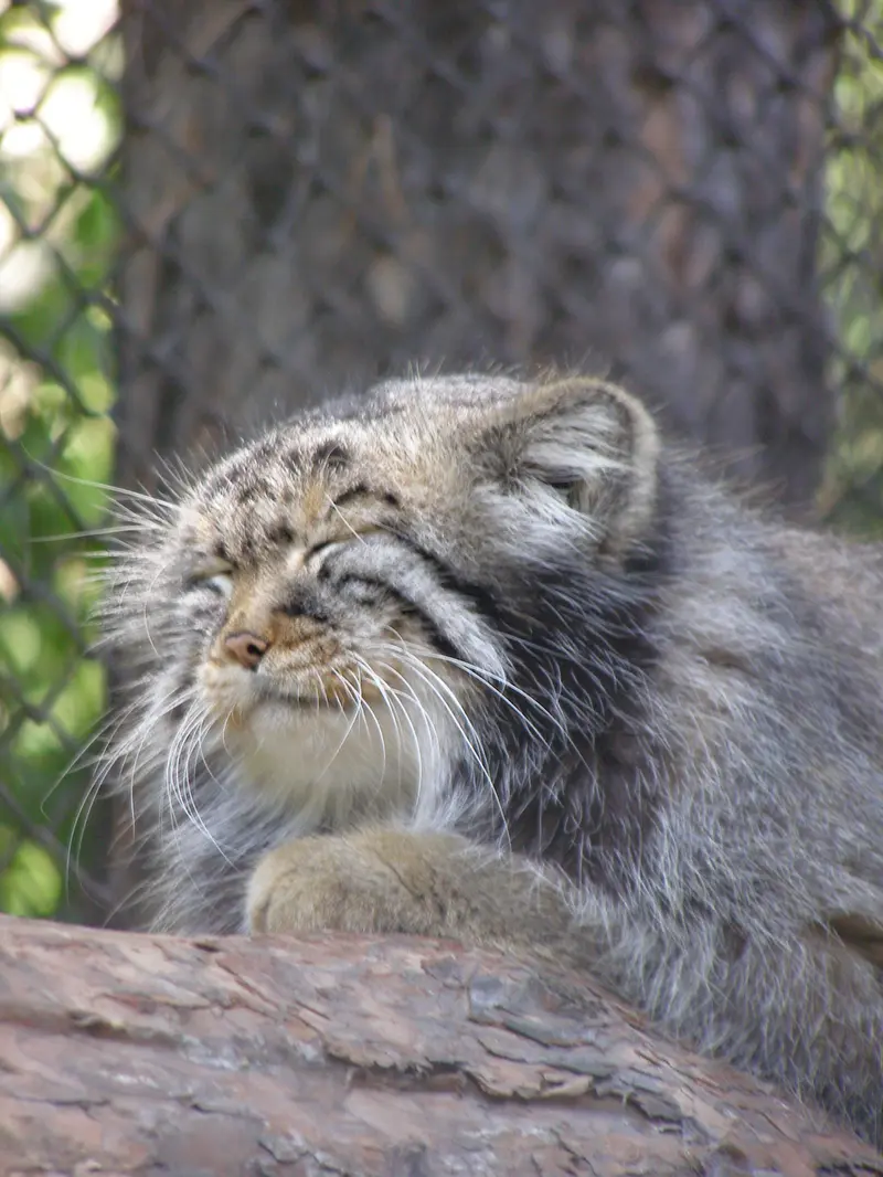 A photograph of Zelenogorsk in Novosibirsk Zoo