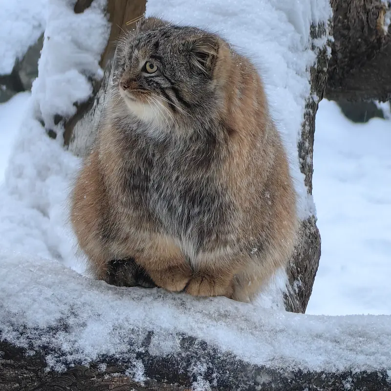A photograph of Son of Snezhinka b.2025 Ⅲ in Novosibirsk Zoo