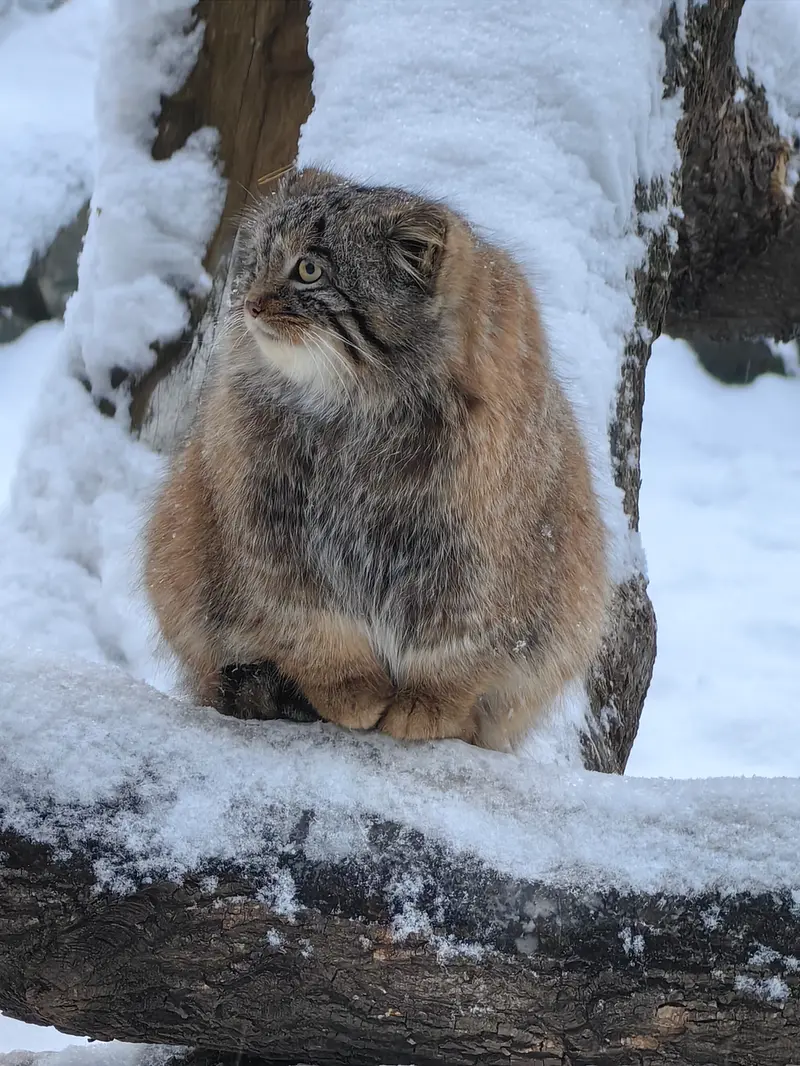 A photograph of Son of Snezhinka b.2025 Ⅲ in Novosibirsk Zoo