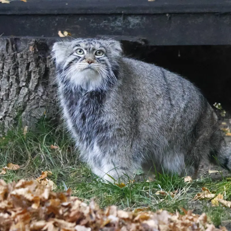 A photograph of Timofey in Moscow zoo