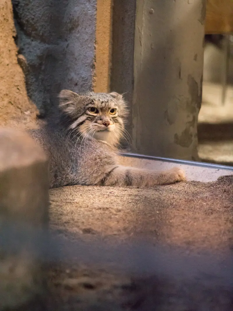 A photograph of Figa in Nogeyama Zoo