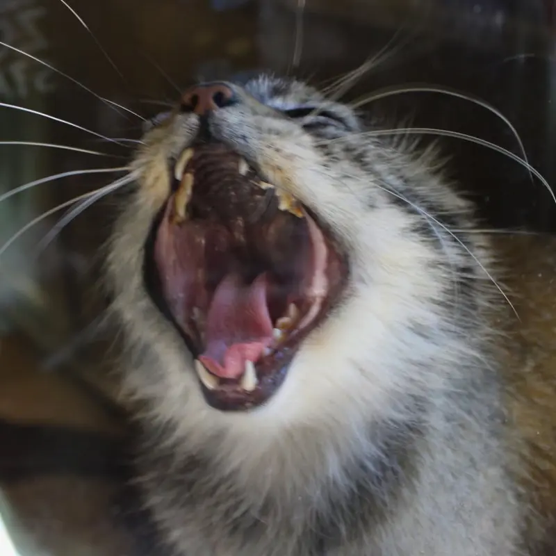 A photograph of Makari in Binghamton Zoo at Ross Park