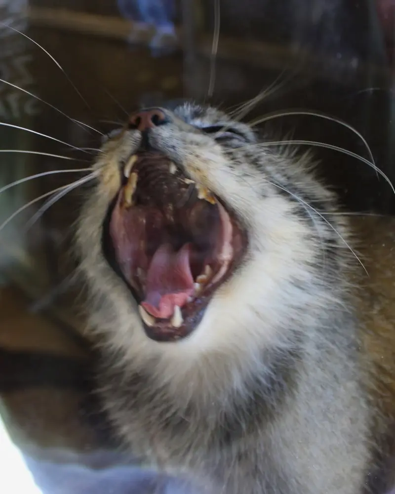 A photograph of Makari in Binghamton Zoo at Ross Park
