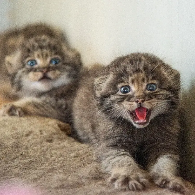 A photograph of a Pallas's cat