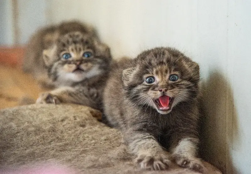 A photograph of a Pallas's cat
