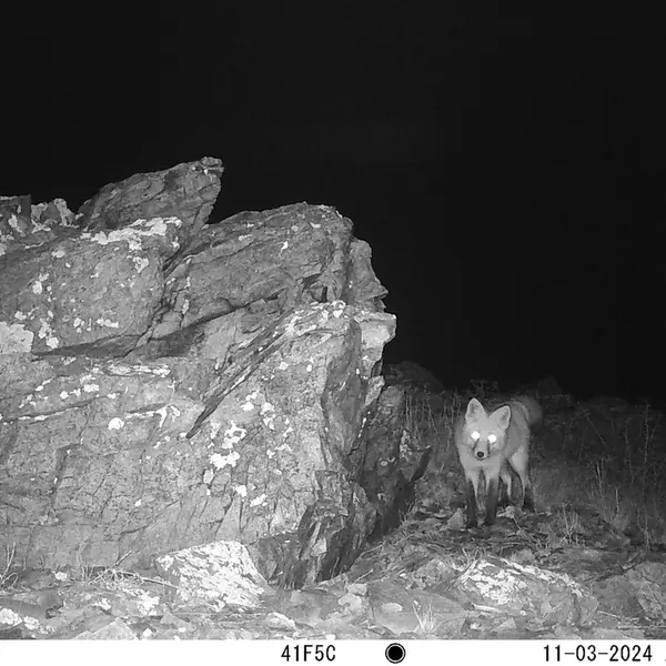 A photograph of Red fox from Karashoky camera trap