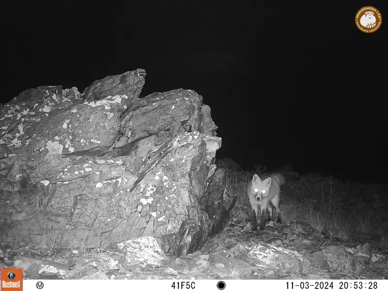 A photograph of Red fox from Karashoky camera trap