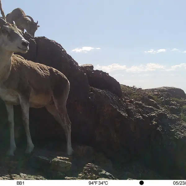 A photograph of Argali from Aktas-Kunkora camera trap