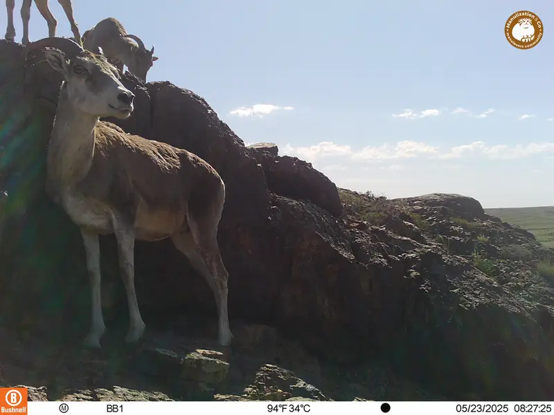 A photograph of Argali from Aktas-Kunkora camera trap