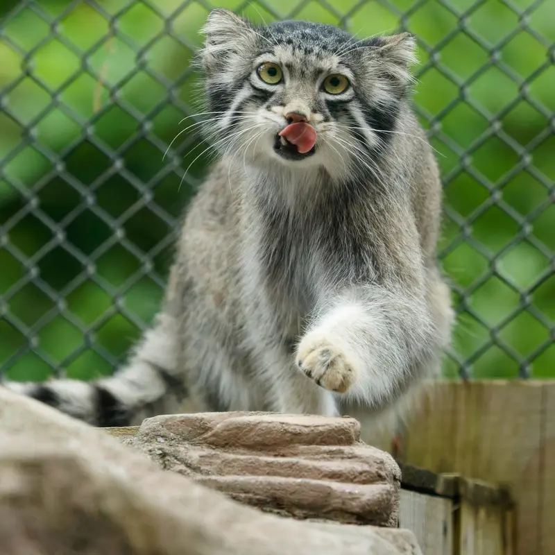 A photograph of Oto in Saitama Children's Zoo