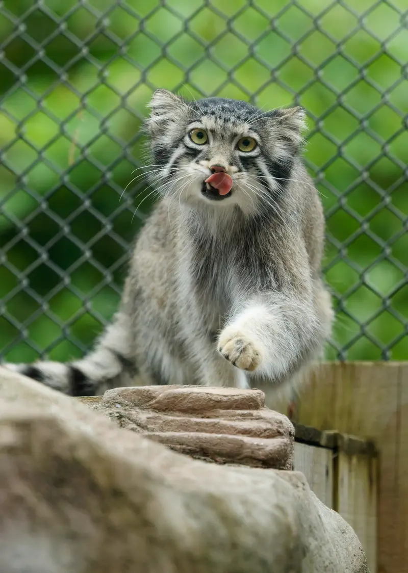 A photograph of Oto in Saitama Children's Zoo