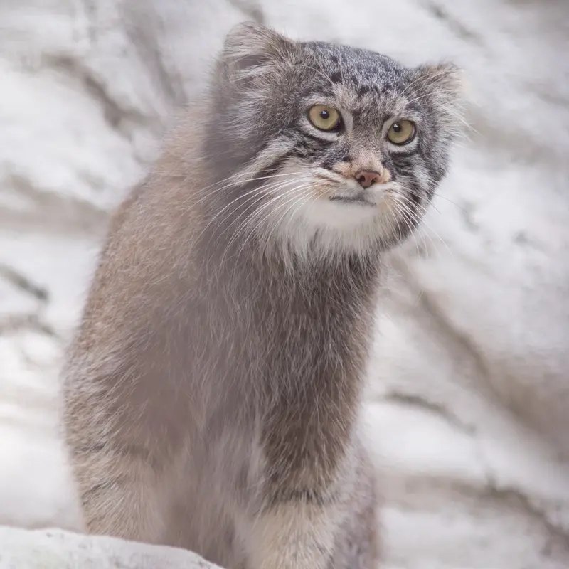 A photograph of Figa in Nogeyama Zoo