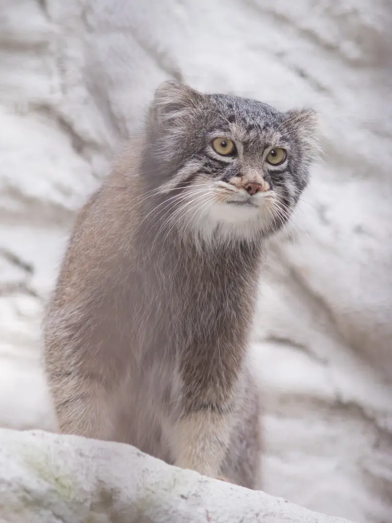 A photograph of Figa in Nogeyama Zoo