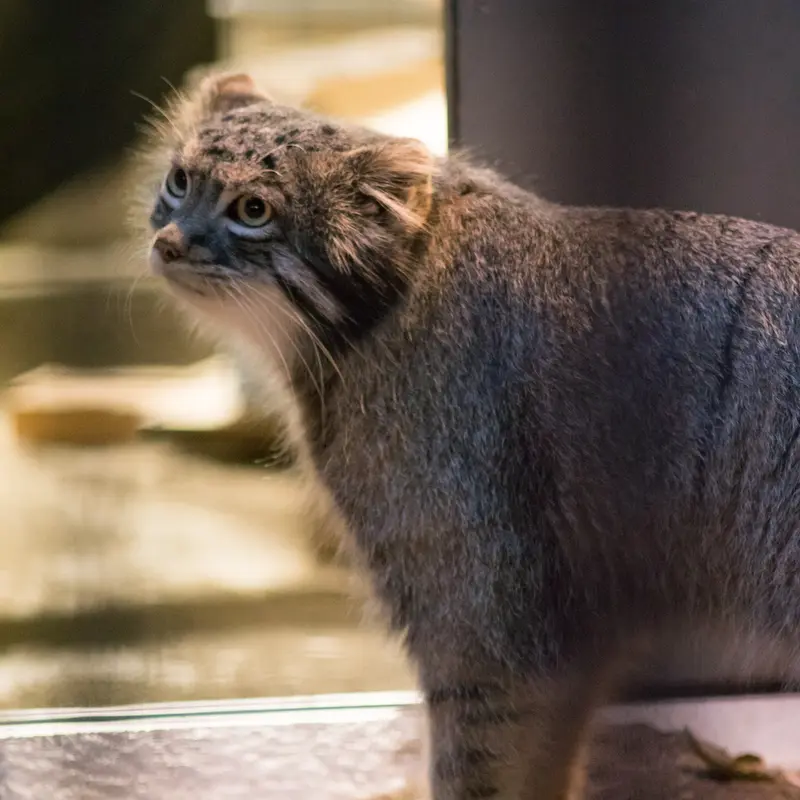 A photograph of Figa in Nogeyama Zoo