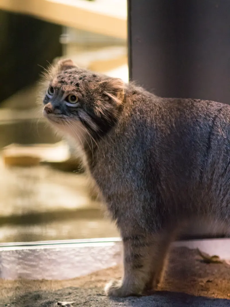 A photograph of Figa in Nogeyama Zoo