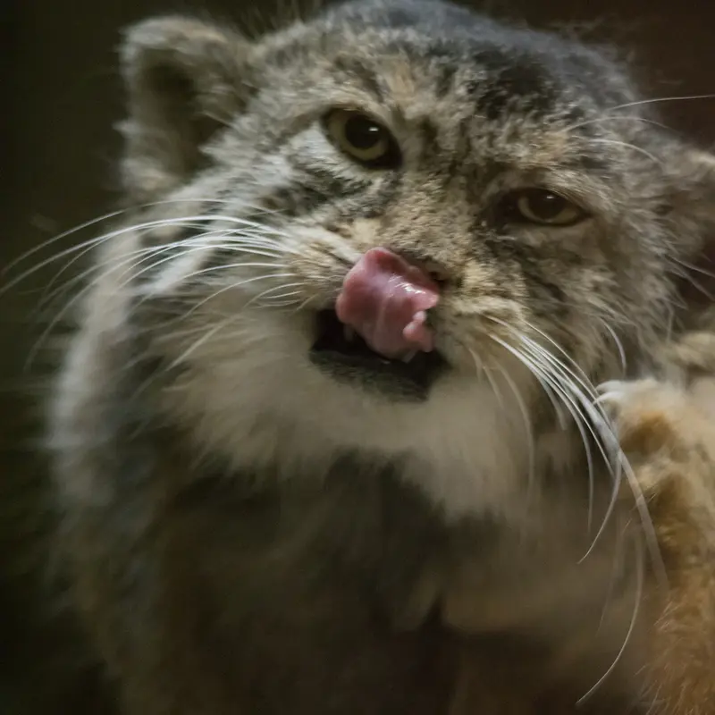 A photograph of Primula in Ueno Zoological Gardens
