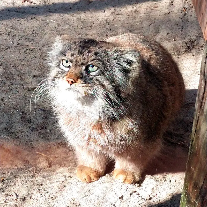 A photograph of a Pallas's cat in Novosibirsk Zoo
