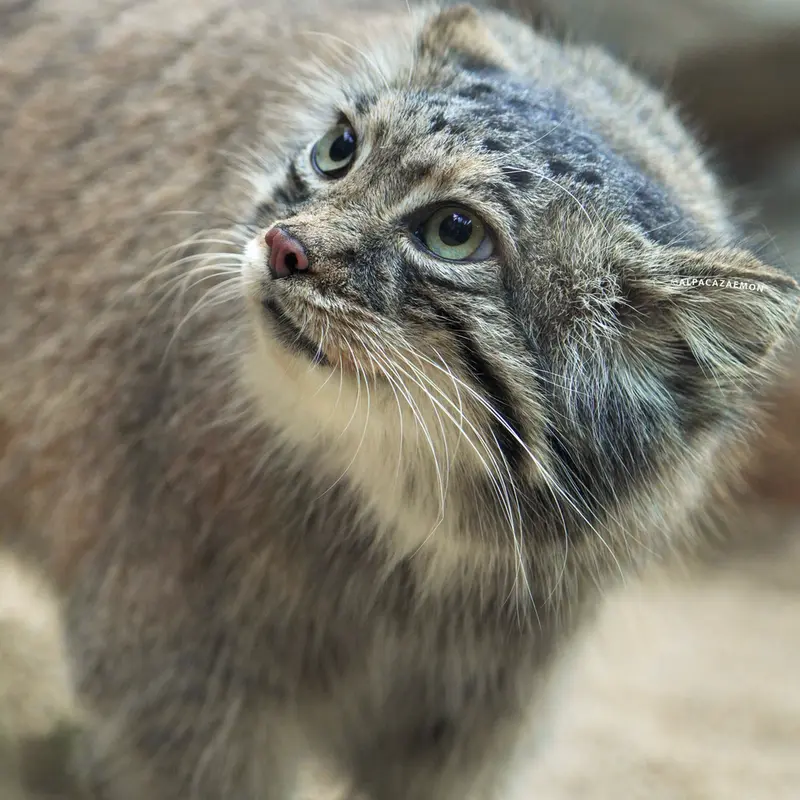 A photograph of Az in Kobe Animal Kingdom