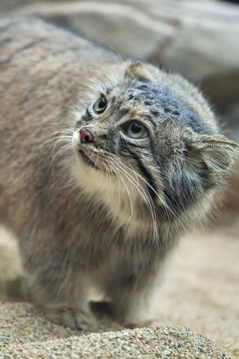 A photograph of Az in Kobe Animal Kingdom