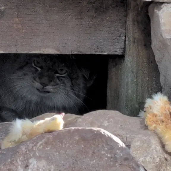A photograph of Khutga in The Lakeland Wildlife Oasis