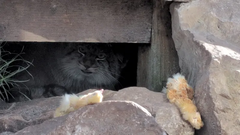 A photograph of Khutga in The Lakeland Wildlife Oasis