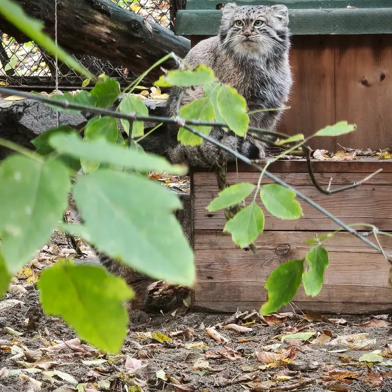 A photograph of Snezhana in Novosibirsk Zoo