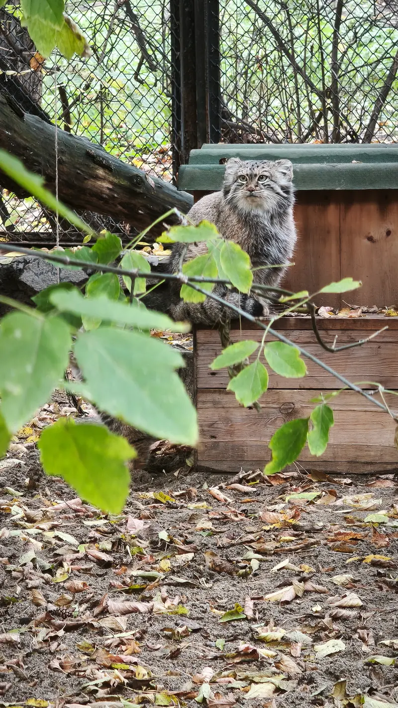 A photograph of Snezhana in Novosibirsk Zoo