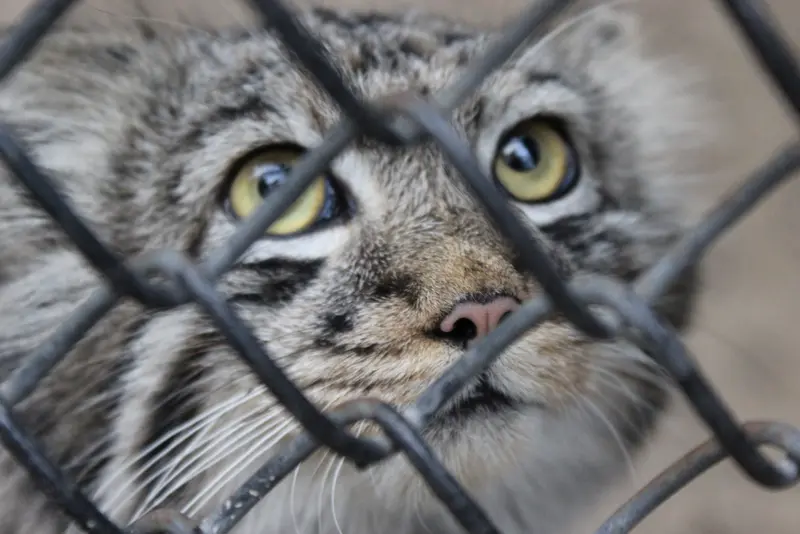 A photograph of a Pallas's cat in Novosibirsk Zoo