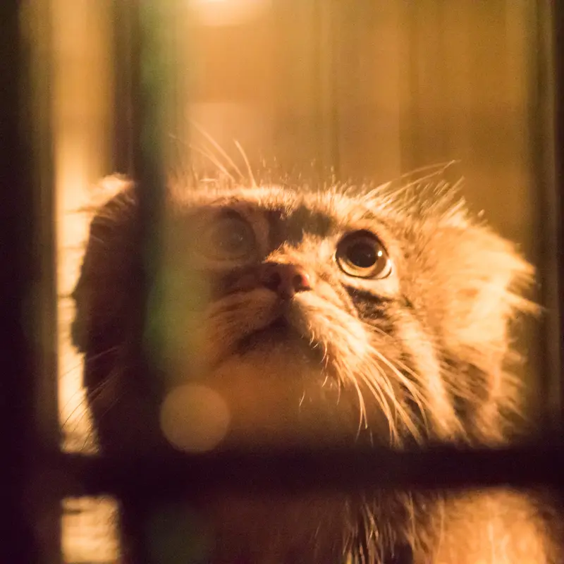 A photograph of Figa in Nogeyama Zoo