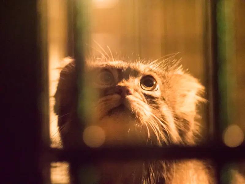 A photograph of Figa in Nogeyama Zoo