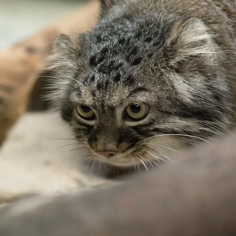 A photograph of Shafran in Ueno Zoological Gardens